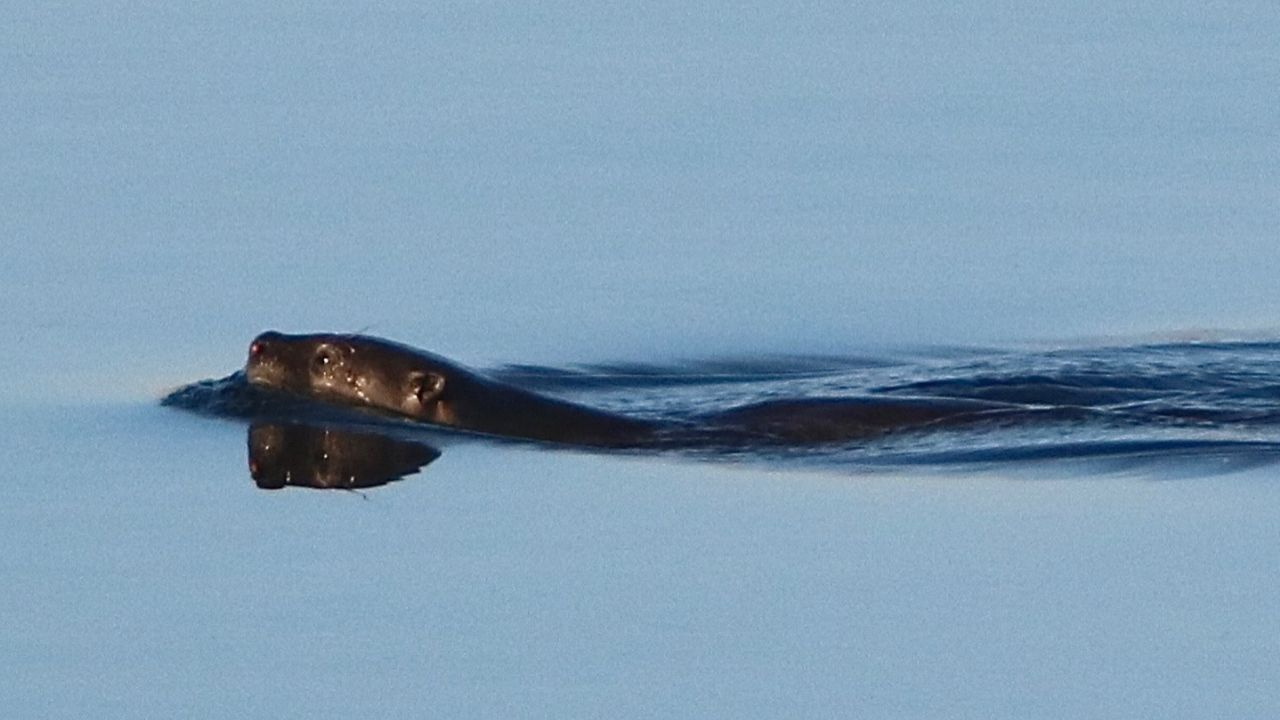 A river otter recently spotted in the San Joaquin River is a sign of improving habitat and a healthier ecosystem, according to the San Joaquin River Parkway and Conservation Trust. (River Parkway Trust)