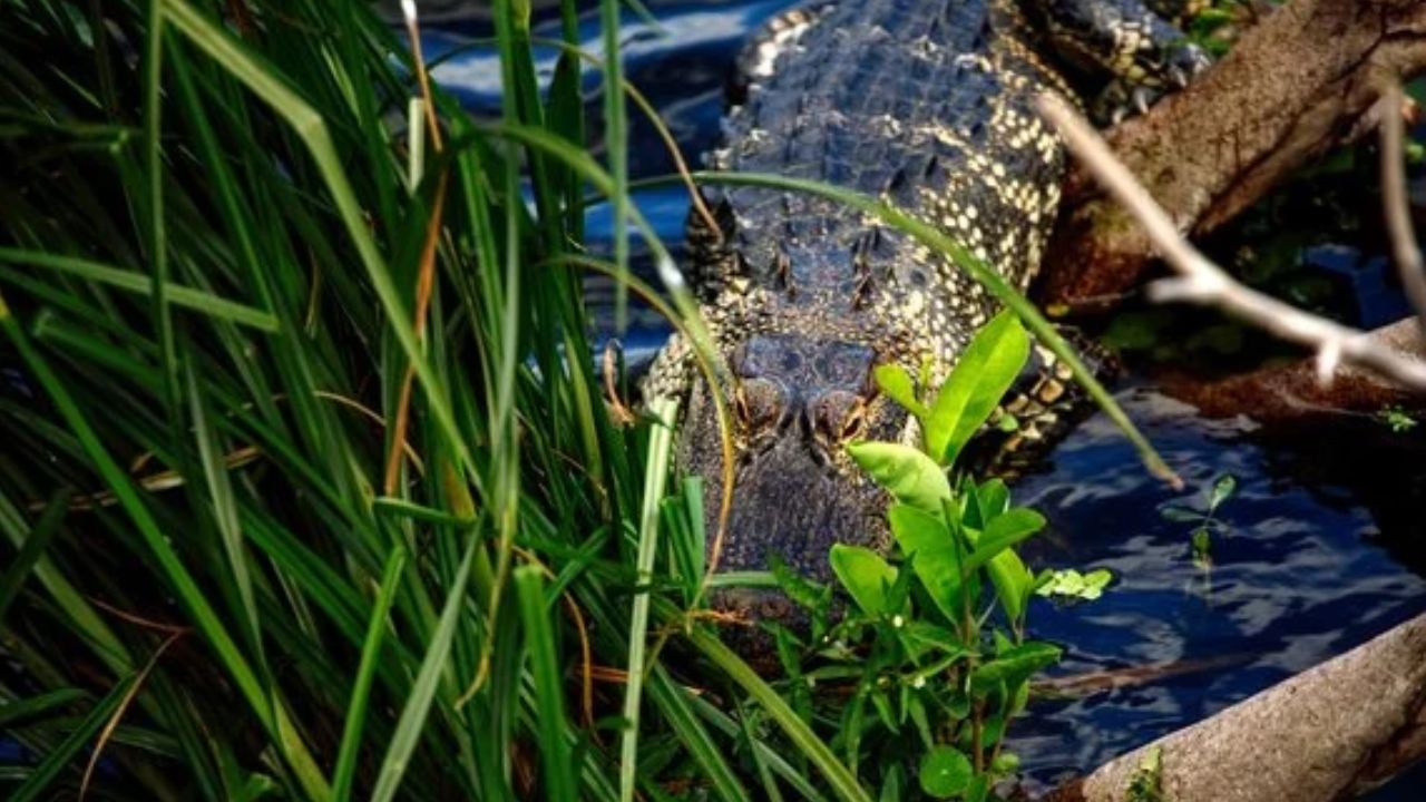 An alligator at the Wakodahatchee Wetlands in Delray Beach, Fla., on March 16, 2023. A man who was fishing on the shore of a Florida lake was bitten and killed by an alligator on Friday, Oct. 16, 2026, according to police and wildlife authorities. The man, Steven Hamilton, 71, was fishing at Dr. Bradford Memorial Park on the south side of Lake Apopka, in Winter Garden, a spokeswoman for the Florida Fish and Wildlife Conservation Commission said in an emailed statement. (Scott McIntyre/The New York Times)