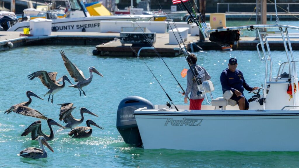 Brown pelicans follow a fishing boat into the harbor at Dana Point, California, US, October 9, 2026. REUTERS/Mike Blake