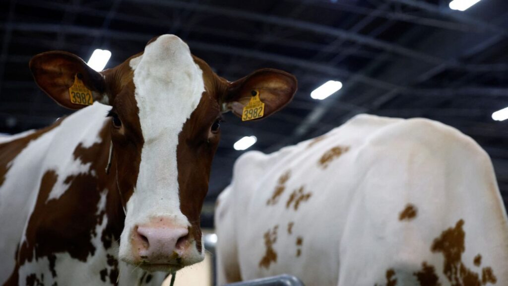 Cows are seen on the eve of the opening of the 2025 Paris International Agriculture Fair (Salon International de l'Agriculture) at the Porte de Versailles exhibition centre in Paris, France, February 21, 2025. REUTERS/Sarah Meyssonnier