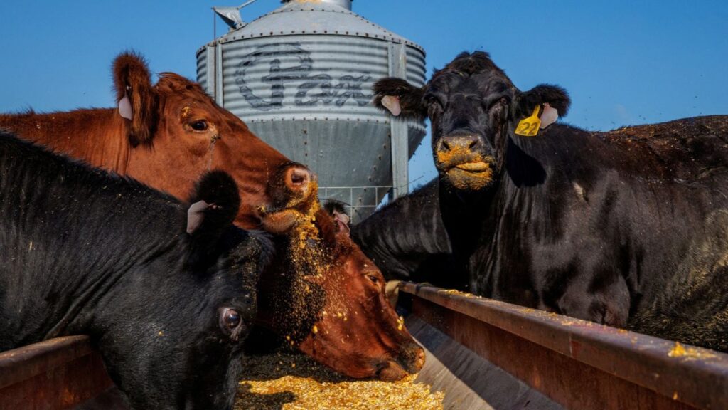 Cows feed on a cracked corn blend at a farm in Washington, Iowa, U.S., August 23, 2025. (Reuters File)