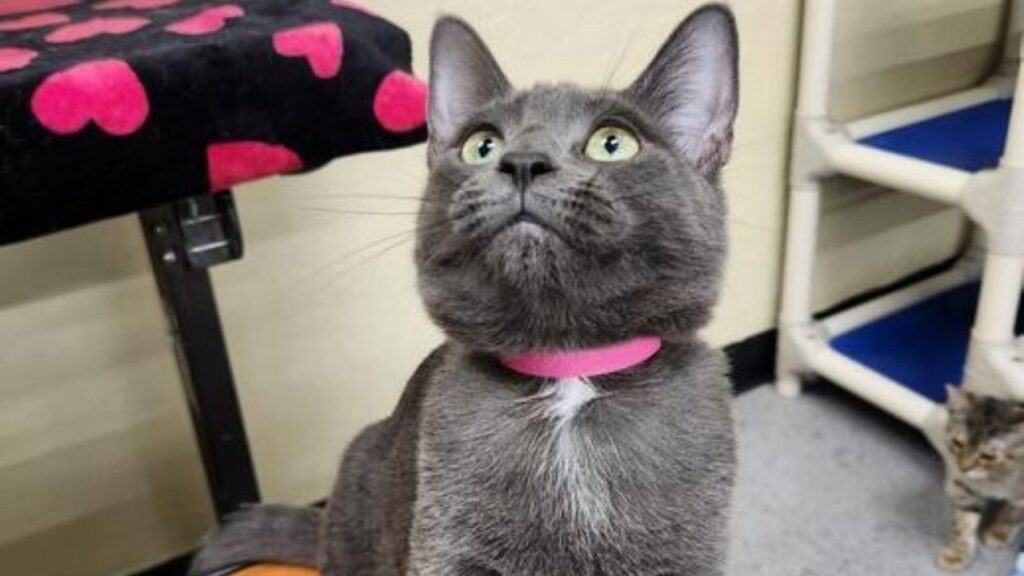 Image of Cupcake, a 6-month-old kitten who is GV Wire's Adoptable Pet of the Week