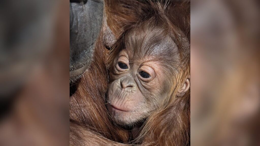 Fresno Chaffee Zoo welcomed a baby Sumatran orangutan on Oct. 5 and is inviting the public to choose her name. (Fresno Chaffee Zoo)
