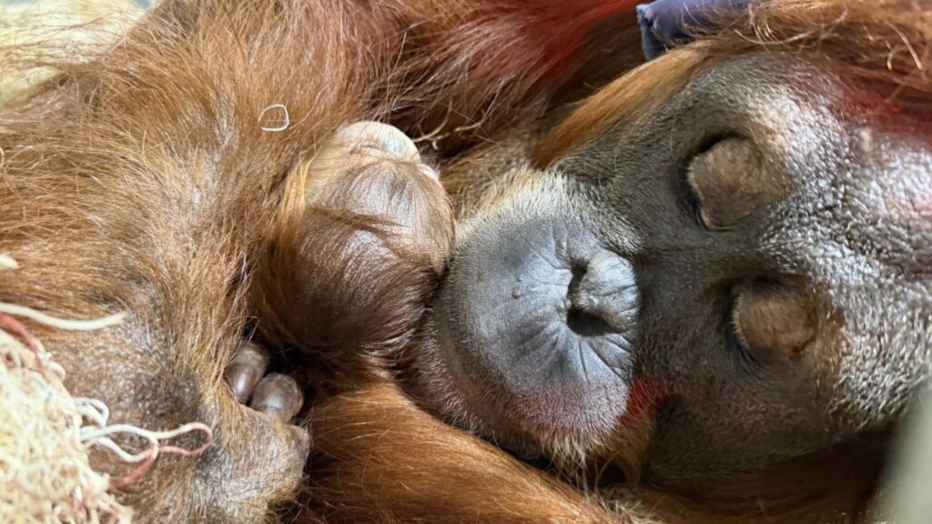 Fresno Chaffee Zoo welcomed a baby Sumatran orangutan on Oct. 5 and is inviting the public to choose her name. (Fresno Chaffee Zoo)