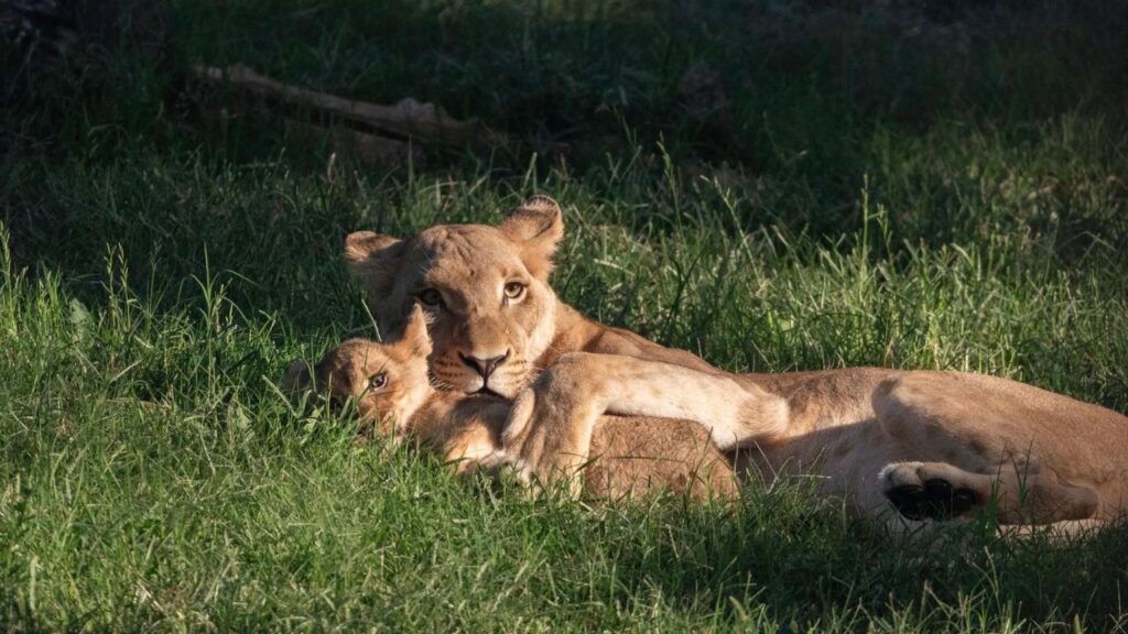 Fresno Chaffee Zoo's African lion cubs, Jubilee and Indy, made their public debut Tuesday, exploring their habitat alongside their family. (Fresno Chaffee Zoo)