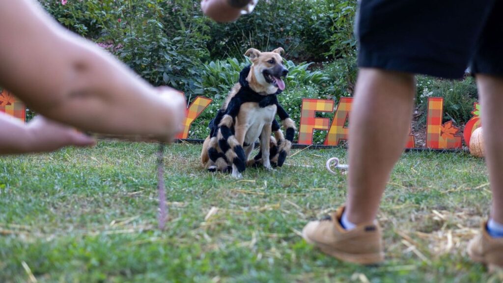 Fresno Chaffee Zoo's Halloween celebration returns Oct. 22-24, 2026, with trick-or-treating, Dracula’s disco, and a special dog-friendly costume event Oct. 25, 2026. (Fresno Chaffee Zoo)