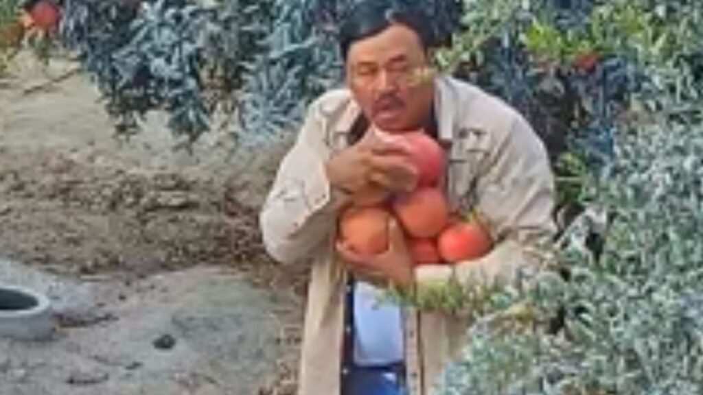 Fresno County sheriff’s detectives identified a Del Rey man suspected of stealing pomegranates after surveillance cameras captured the theft. (Fresno County SO)
