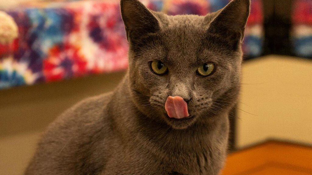 Image of Gucci, a 6-month-old cat who GV Wire's Adoptable Pet of the Week for Oct. 30, 2026.