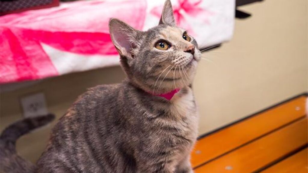 Image of Hazel, a 5-month-old kitten who GV's Adoptable Pet of the Week, Oct. 2, 20026