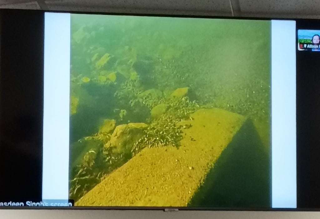 Image of golden mussels shells beneath the water