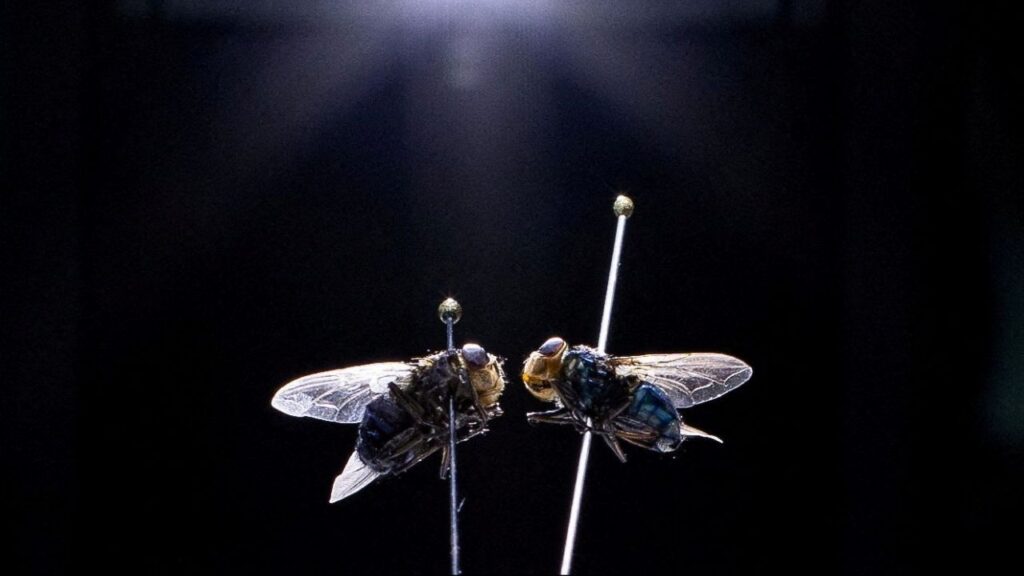 New World screwworm and other botfly specimens are placed under a microscope as part of a demonstration at the Knipling-Bushland U.S. Livestock Insects Research Laboratory in Kerrville, Texas, U.S., July 14, 2026. (Reuters File)