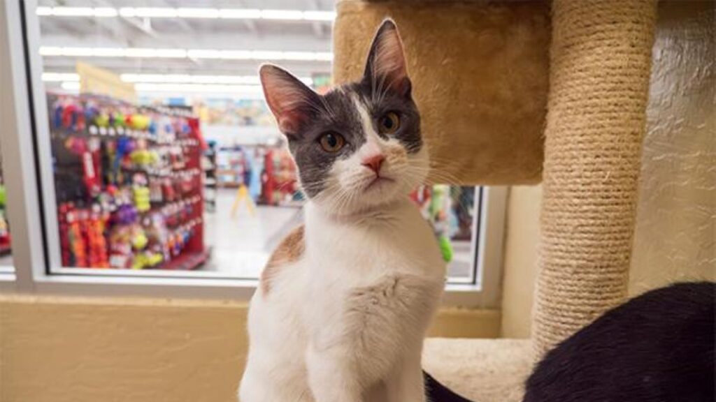 Image of Nia, GV Wire's Adoptable Pet of the Week for Oct. 9, 2026