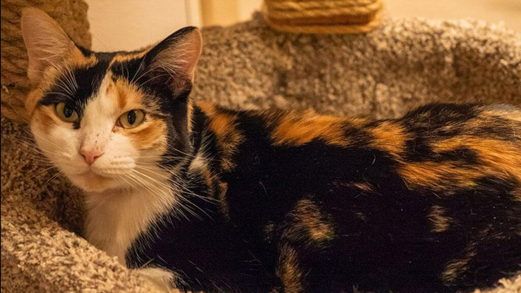 An image of Raine, Raine is GV Wire's Adoptable Pet of the Week for Oct. 22, 2026.