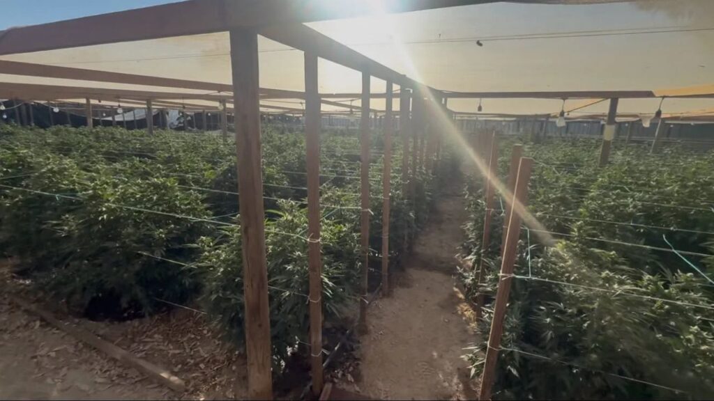 Rogelio Lorenzo Francisca, 32, of Guerrero, Mexico, was arrested after Kern County deputies discovered 660 marijuana plants and dangerous pesticides during a search in Taft. (Kern County SO)