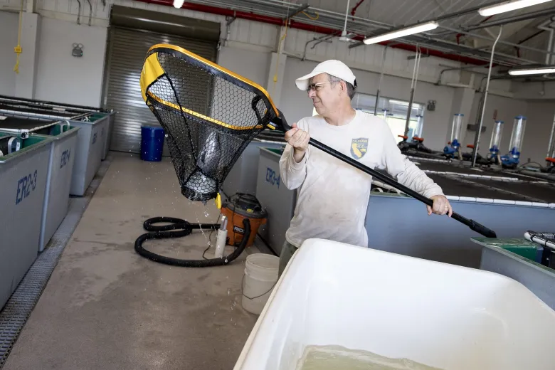 Image of scientist netting a salmon from a tank of water