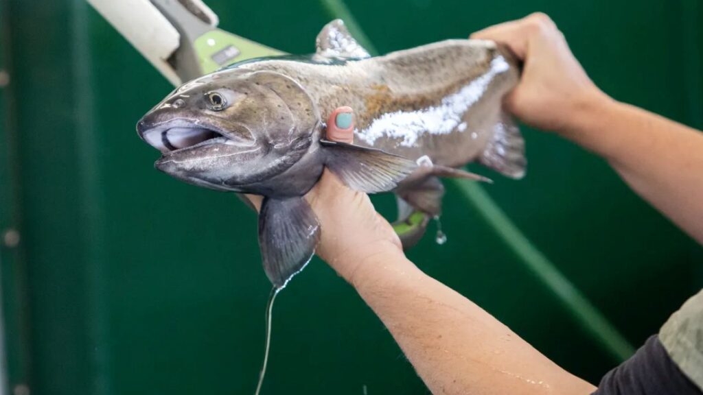Image of two hands holding a salmon at a conservation research facility in Friant, California
