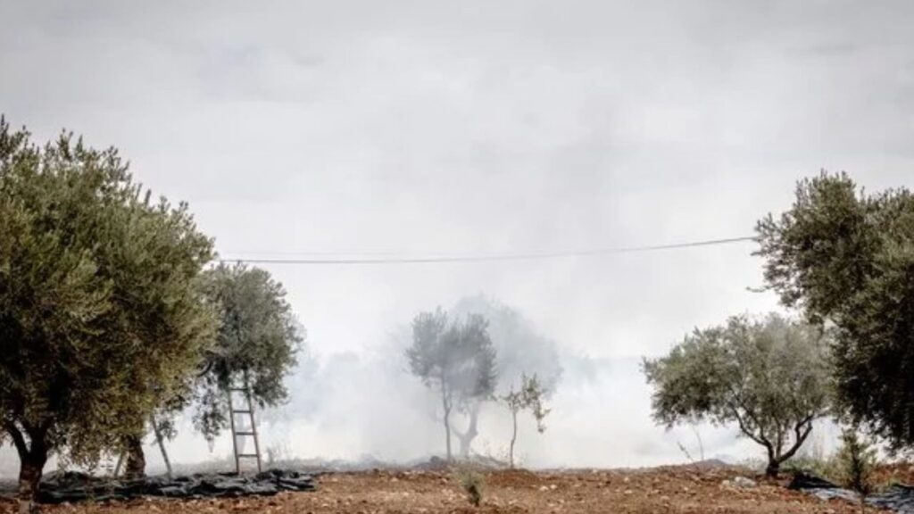 Tear gas fired by Israeli soldiers fills an olive grove in Abu Falah, in the Israeli-occupied West Bank, on Friday, Oct. 16, 2026. On Saturday, masked Israeli settlers carried out an attack in Taybeh, a Palestinian town, where residents and European diplomats were participating in the olive harvest, spurring international condemnation a day after a similar assault injured several Palestinians and a U.S. journalist in the occupied West Bank. (Ivor Prickett/The New York Times)