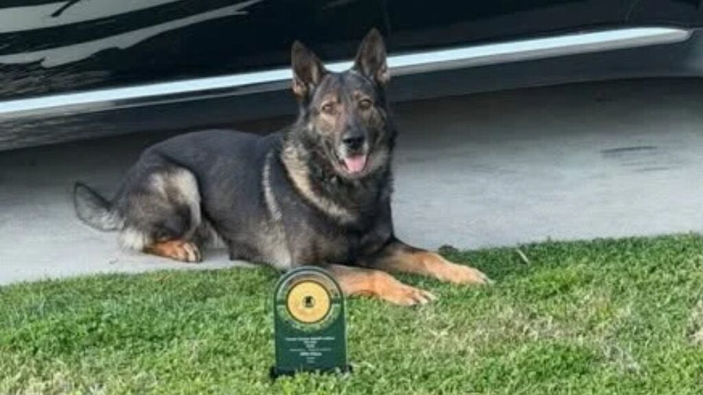 Tulare County K-9 Boss. (Tulare County SO)