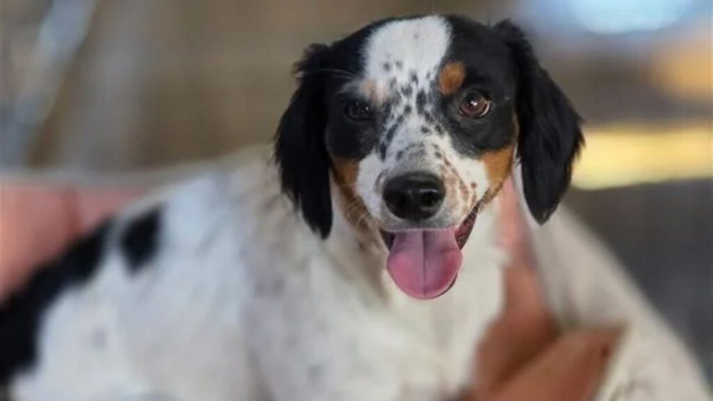 Woody, a 2-year-old spaniel mix found hiding under a diesel truck with his friend Buzz, is a sweet, sensitive pup looking for someone to earn his trust and share his love. (Mell's Mutts)